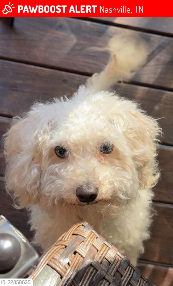 Lost Male Dog last seen Near wyatt dr Madison tn , Nashville, TN 37115