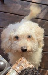 Lost Male Dog last seen Near wyatt dr Madison tn , Nashville, TN 37115