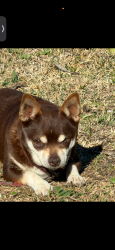 Lost Male Dog last seen Cross creek , Montgomery, AL 36116