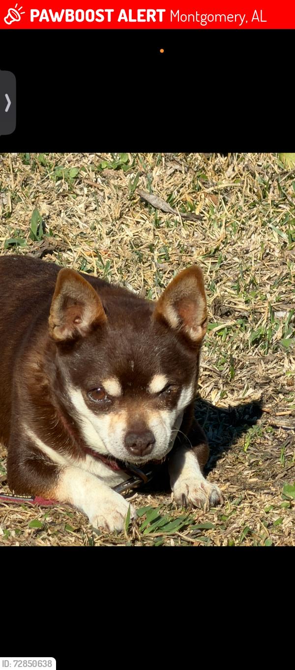 Lost Male Dog last seen Cross creek , Montgomery, AL 36116