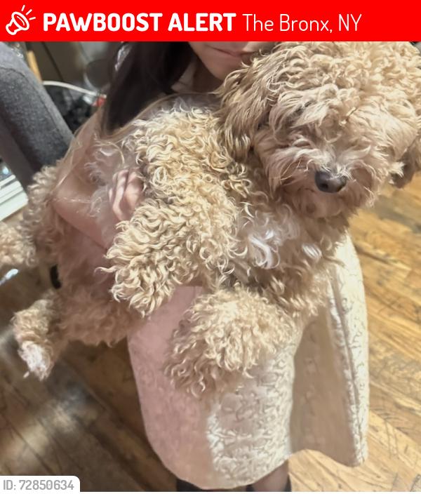 Lost Male Dog last seen Near Rosedale ave , The Bronx, NY 10462