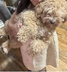Lost Male Dog last seen Near Rosedale ave , The Bronx, NY 10462