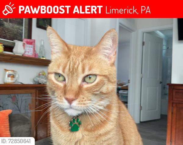 Lost Male Cat last seen Near west ridge pike , Limerick, PA 19468