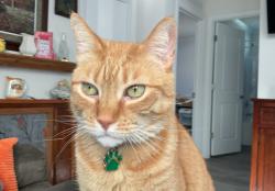 Lost Male Cat last seen Near west ridge pike , Limerick, PA 19468