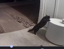 Found/Stray Unknown Cat last seen QT 40th and Greenway, Phoenix, AZ 85053