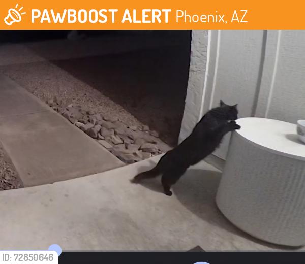 Found/Stray Unknown Cat last seen QT 40th and Greenway, Phoenix, AZ 85053