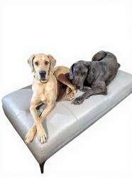 Lost Male Dog last seen Gizzard manor , Goodlettsville, TN 37072