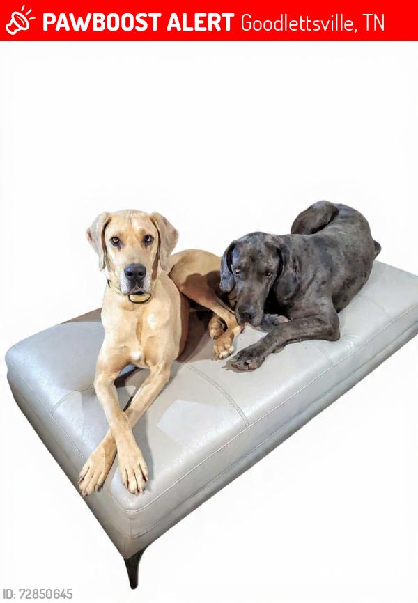Lost Male Dog last seen Gizzard manor , Goodlettsville, TN 37072