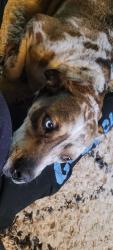 Reunited Male Dog last seen S Crook, Cresson, TX 76035, USA, Cresson, TX 76035