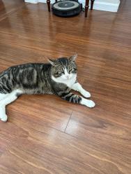 Lost Male Cat last seen Pericles and Erato circle near Tancho Cordova Parkway , Rancho Cordova, CA 95742
