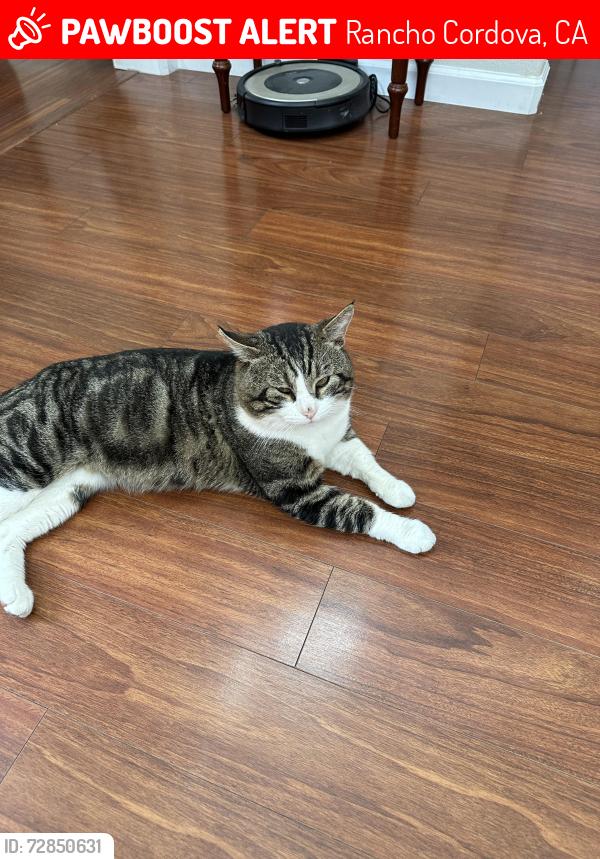 Lost Male Cat last seen Pericles and Erato circle near Tancho Cordova Parkway , Rancho Cordova, CA 95742