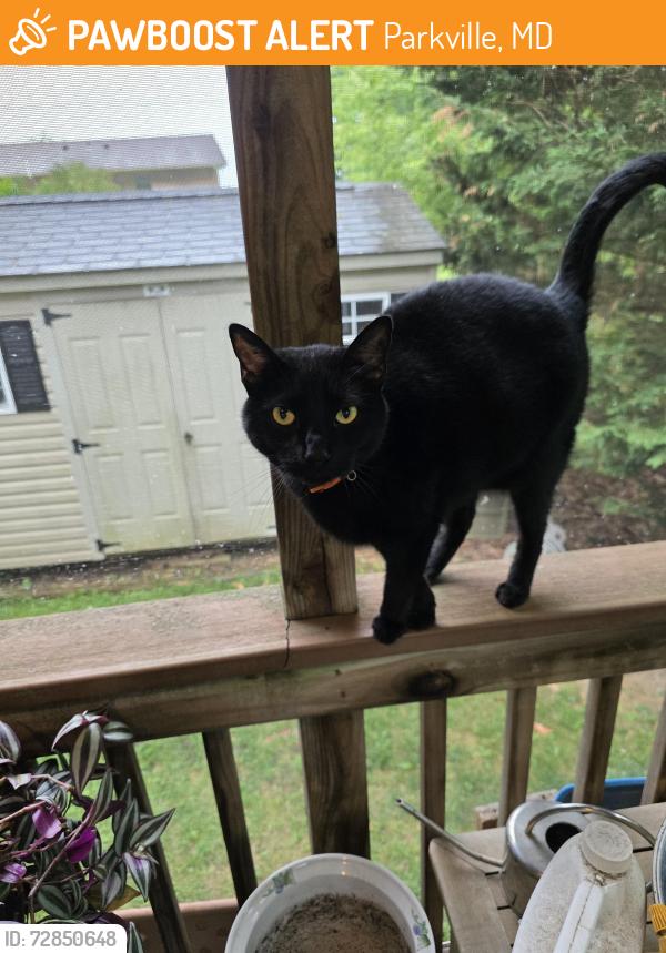 Found/Stray Unknown Cat last seen Old Harford Road and Proctor Lane, Parkville, MD 21234