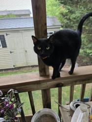 Found/Stray Unknown Cat last seen Old Harford Road and Proctor Lane, Parkville, MD 21234