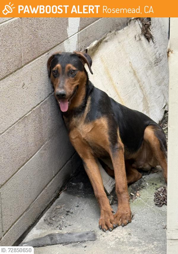 Found/Stray Unknown Dog last seen Steele St, Rosemead, CA 91770