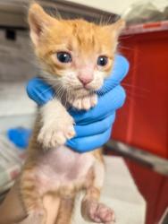 Shelter Stray Male Cat last seen N Blythe & W Dudley, Fresno Zone Fresno CO 2 93722, CA, Fresno, CA 93706