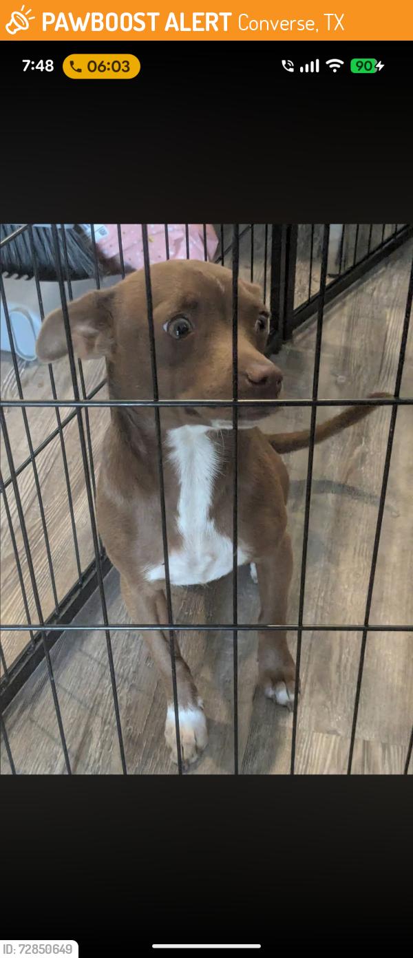Found/Stray Female Dog last seen FM 1516 and Walzem, Converse, TX 78109