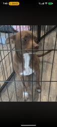 Found/Stray Female Dog last seen FM 1516 and Walzem, Converse, TX 78109