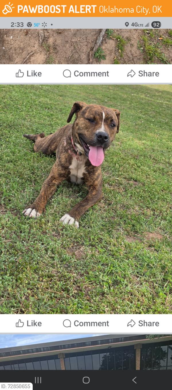 Found/Stray Female Dog last seen Sw 61st and walker, Oklahoma City, OK 73139