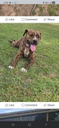 Found/Stray Female Dog last seen Sw 61st and walker, Oklahoma City, OK 73139