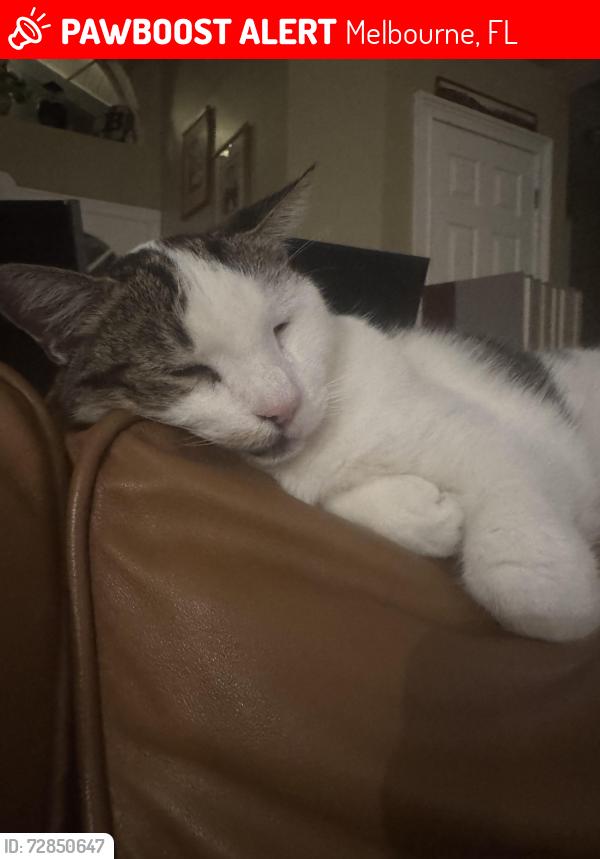 Lost Male Cat last seen Windover Way, Melbourne, FL 32934
