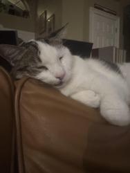 Lost Male Cat last seen Windover Way, Melbourne, FL 32934
