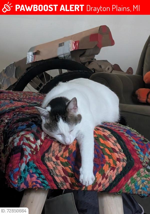 Lost Male Cat last seen Coates funeral, Drayton Plains, MI 48329