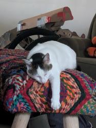 Lost Male Cat last seen Coates funeral , Drayton Plains, MI 48329
