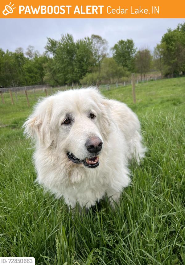 Found/Stray Male Dog last seen 133rd and Woodmar pl behind the McDonald’s , Cedar Lake, IN 46303