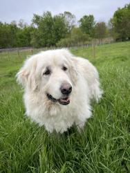 Found/Stray Male Dog last seen 133rd and Woodmar pl behind the McDonald’s , Cedar Lake, IN 46303