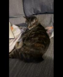 Lost Female Cat last seen Meade Pool in Appleton , Appleton, WI 54915