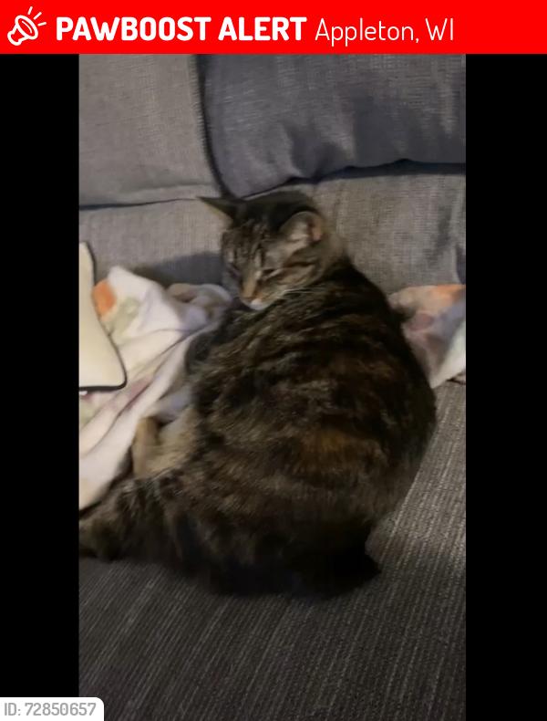 Lost Female Cat last seen Meade Pool in Appleton , Appleton, WI 54915