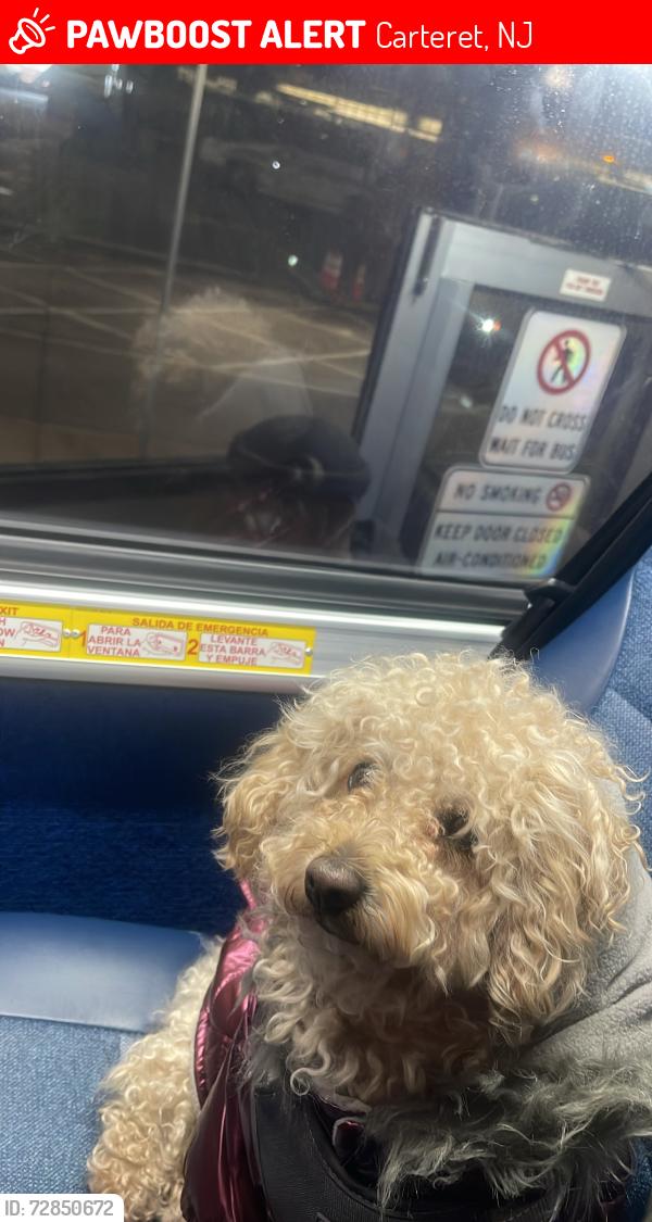 Lost Male Dog last seen Near Tennyson street Carteret NJ 07008, Carteret, NJ 07008
