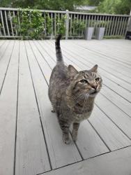 Found/Stray Unknown Cat last seen Ashley , Anderson County, SC 29621