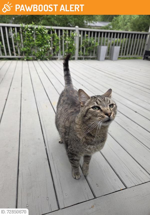 Found/Stray Unknown Cat last seen Ashley , Anderson County, SC 29621