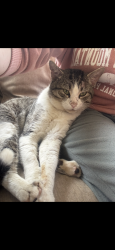 Lost Male Cat last seen Connesena road , Kingston, GA 30145
