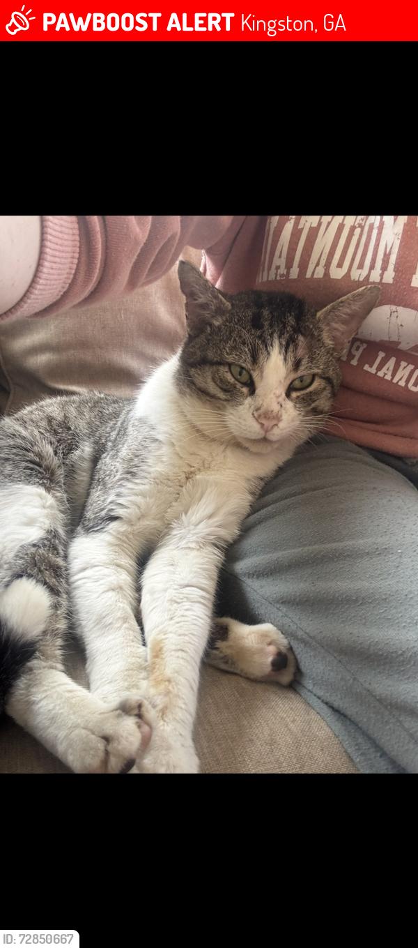 Lost Male Cat last seen Connesena road , Kingston, GA 30145