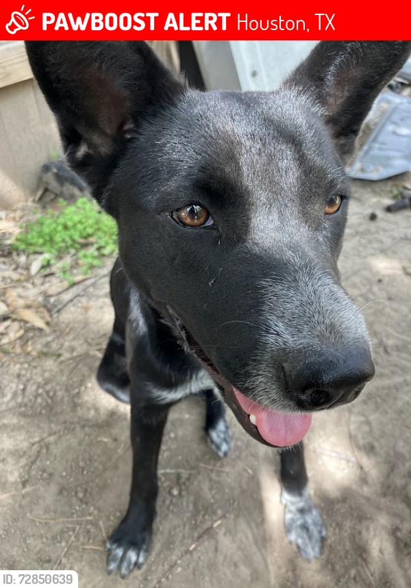 Lost Female Dog last seen W Gulf Bank Rd and Antoine Dr - Inwood Forest Village, Houston, TX 77088