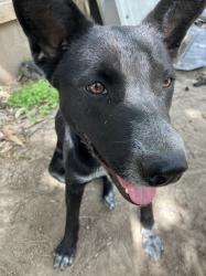 Lost Female Dog last seen W Gulf Bank Rd and Antoine Dr - Inwood Forest Village, Houston, TX 77088
