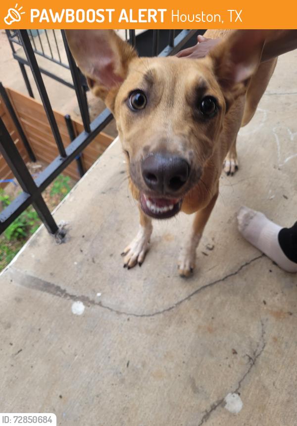 Found/Stray Female Dog last seen Near Unrban Palms apmts, Houston, TX 77036