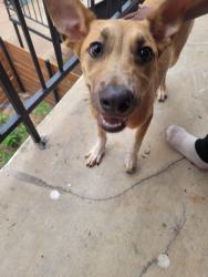 Found/Stray Female Dog last seen Near Unrban Palms apmts, Houston, TX 77036