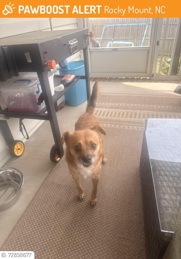 Found/Stray Male Dog last seen Oak level, Rocky Mount, NC 27804