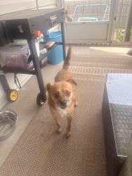 Found/Stray Male Dog last seen Oak level, Rocky Mount, NC 27804