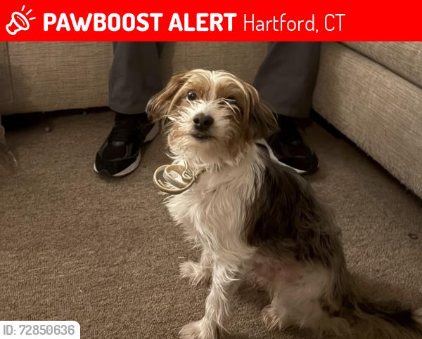 Lost Male Dog last seen Barbour street plaza, Hartford, CT 06120