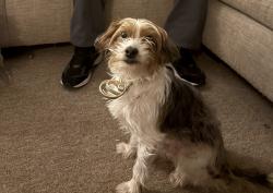 Lost Male Dog last seen Barbour street plaza, Hartford, CT 06120