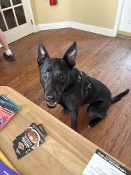 Found/Stray Male Dog last seen Holding at Avanti clbh , Jacksonville, FL 32224