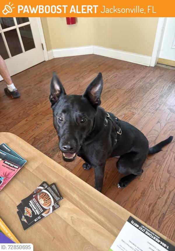 Found/Stray Male Dog last seen Holding at Avanti clbh , Jacksonville, FL 32224