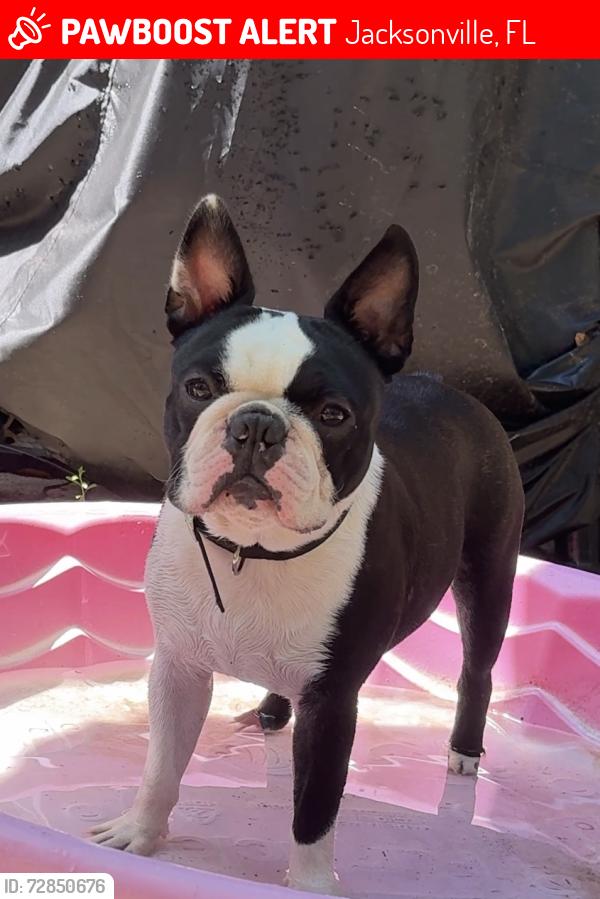 Lost Male Dog last seen Cricket Hollow Ln , Jacksonville, FL 32259