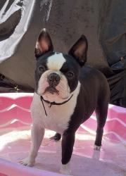 Lost Male Dog last seen Cricket Hollow Ln , Jacksonville, FL 32259