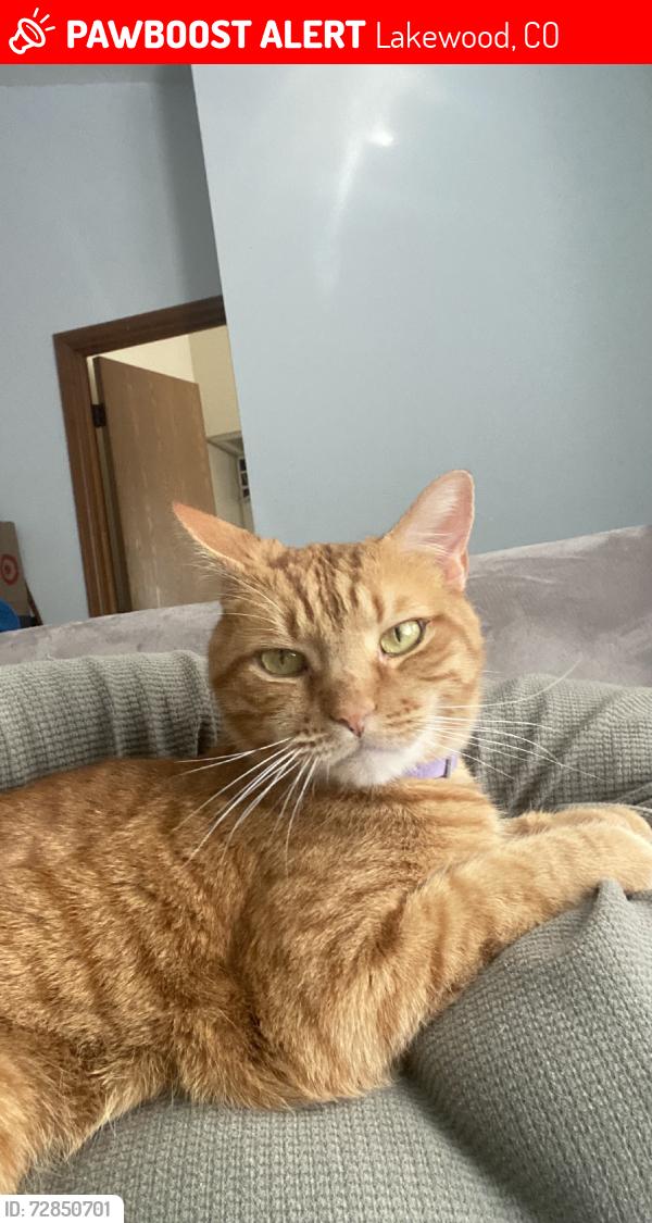 Lost Male Cat last seen Coyote gulch park, Lakewood, CO 80228