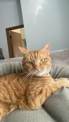 Lost Male Cat last seen Coyote gulch park, Lakewood, CO 80228